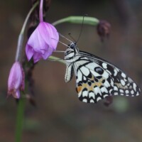 AM Saracena - Papilio demoleus