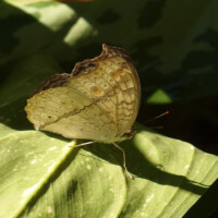 AM Saracena - Junonia atlites