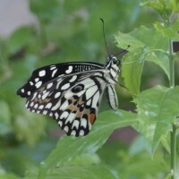 AM Saracena - Papilio demoleus