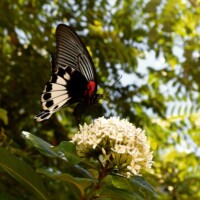 AM Saracena - Papilio memnon