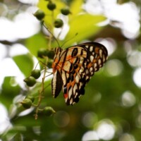 AM Saracena - Papilio demoleus