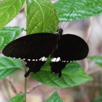 AM Saracena - Papilio polytes romulus