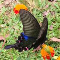 AM Saracena - Papilio bianor
