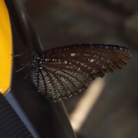 AM Saracena - Elymnias malelas, Satyrinae (F)