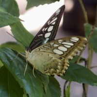 AM Saracena - Parthenos sylvia