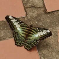 AM Saracena - Parthenos sylvia