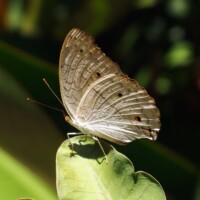 AM Saracena - Junonia atlites