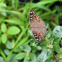 AM Saracena - Junonia lemonias