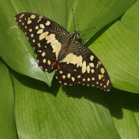 AM Saracena - Papilio demoleus