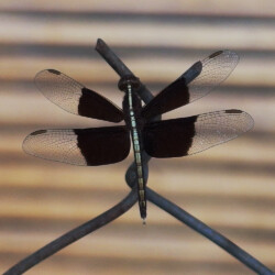 Neurothemis tullia, male
