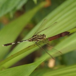 Orthetrum sabina