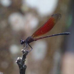 Euphaea ochracea, Euphaeidae - male