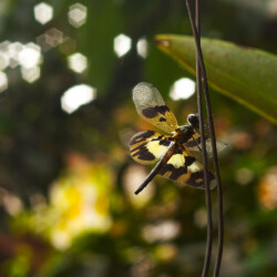 Rhythemis variegata, female