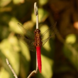 Crocothemis erythraea, male