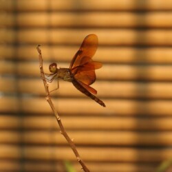 Neurothemis fulvia, female