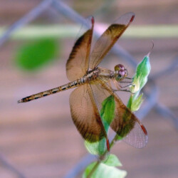 Neurothemis fluctuans, male