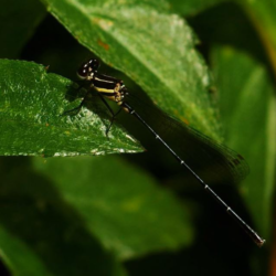 Onychargia atrocyana