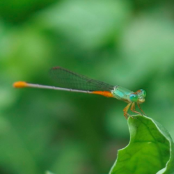 Ceriagrion auranticum