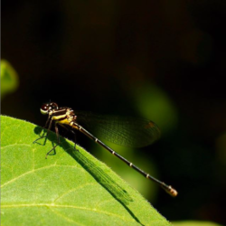 Onychargia atrocyana, female