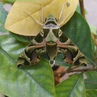 Daphnis nerii | Oleander Hawk Moth Vientiane