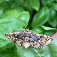 Sweetpotato vineborer | Omphisa anastomosalis, Crambidae