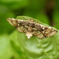 Sweetpotato vineborer | Omphisa anastomosalis, Crambidae