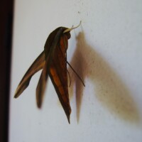Yam Hawkmoth | Theretra nessus
