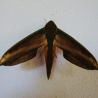 Yam Hawkmoth | Theretra nessus