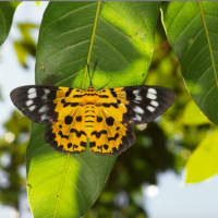 False tiger moth | Dysphania militaris